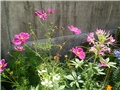 cosmos